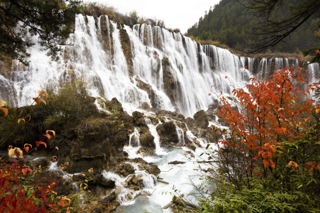 九寨沟诺日朗瀑布就是其中较大的瀑布之一,瀑布高24米,宽320米,是迄今