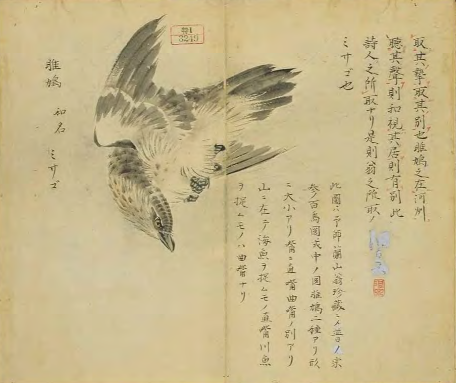 日本学者费劲编的诗经名物图解草木鸟兽鱼虫尽在其中还原了两千年的