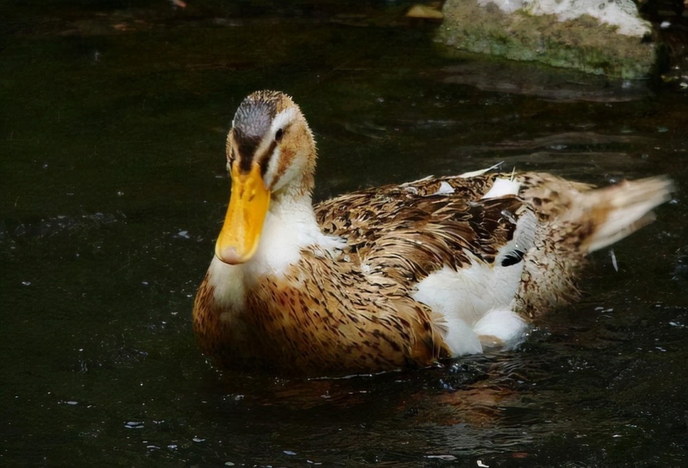 但是有一位人心不足蛇吞象,他见到金鸭儿发达了十年,觉得还不够,越来