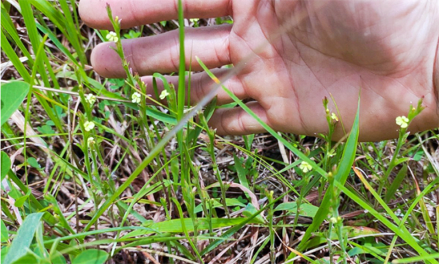 庄稼地边一种小本草名字叫独脚金1斤价格三位数遇见要珍惜