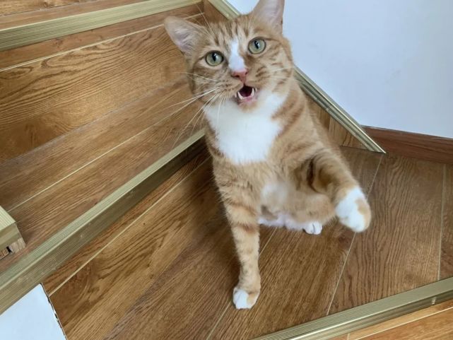 猫咪为啥总是喵喵叫讨食?明明碗里还有粮!