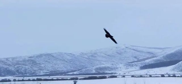 阿伦文苑雪鹰翱翔