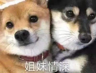 和你天下第一好姊妹情深两只狗狗表情包