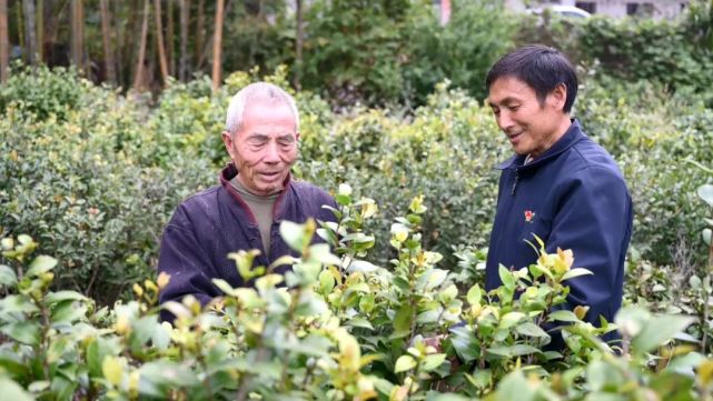 苗圃内,党员吴小克正手把手指导村民进行秋季管理,为苗木