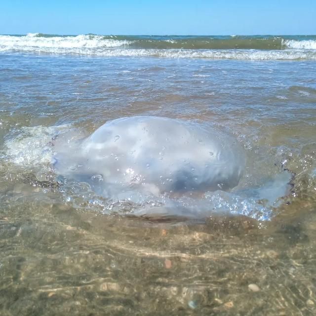 美丽且致命的海边透明者