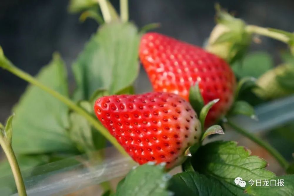 100元一斤龙口这种水果高调上市