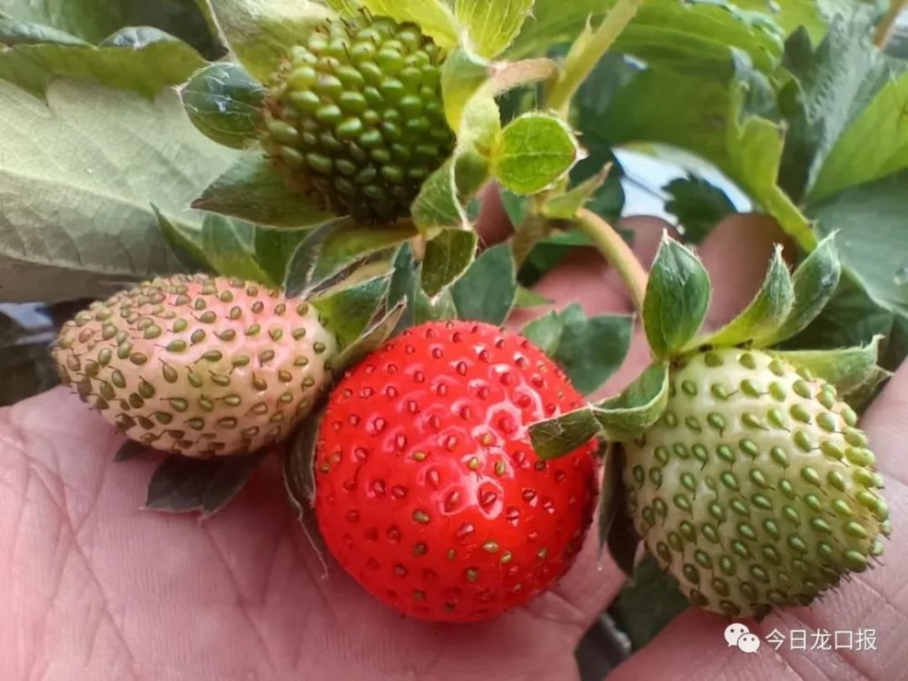 100元一斤龙口这种水果高调上市