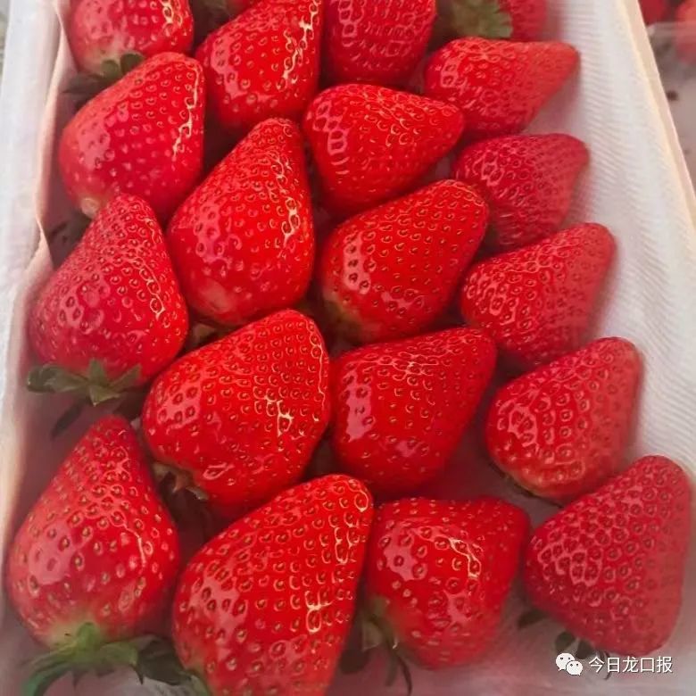 100元一斤龙口这种水果高调上市