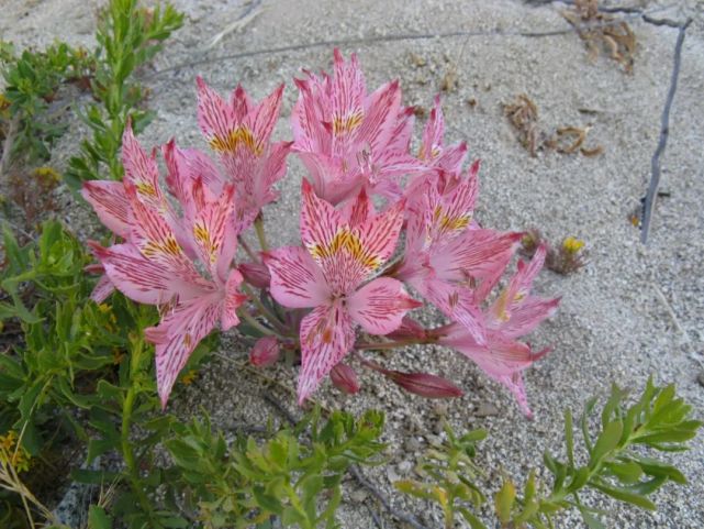 能一直美270天的六出花,一定要讓它常駐花園