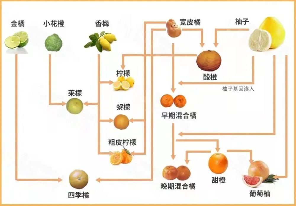 橙子解剖分析图图片