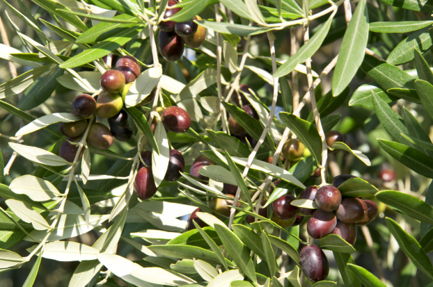 橄榄叶提取物中主要活性成分对皮肤的作用有哪些