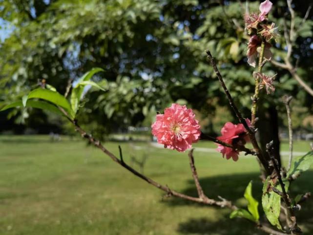 独家 秋日南国的桃花林 报早春 了 秋日 南国 梅花 桃花 旅游