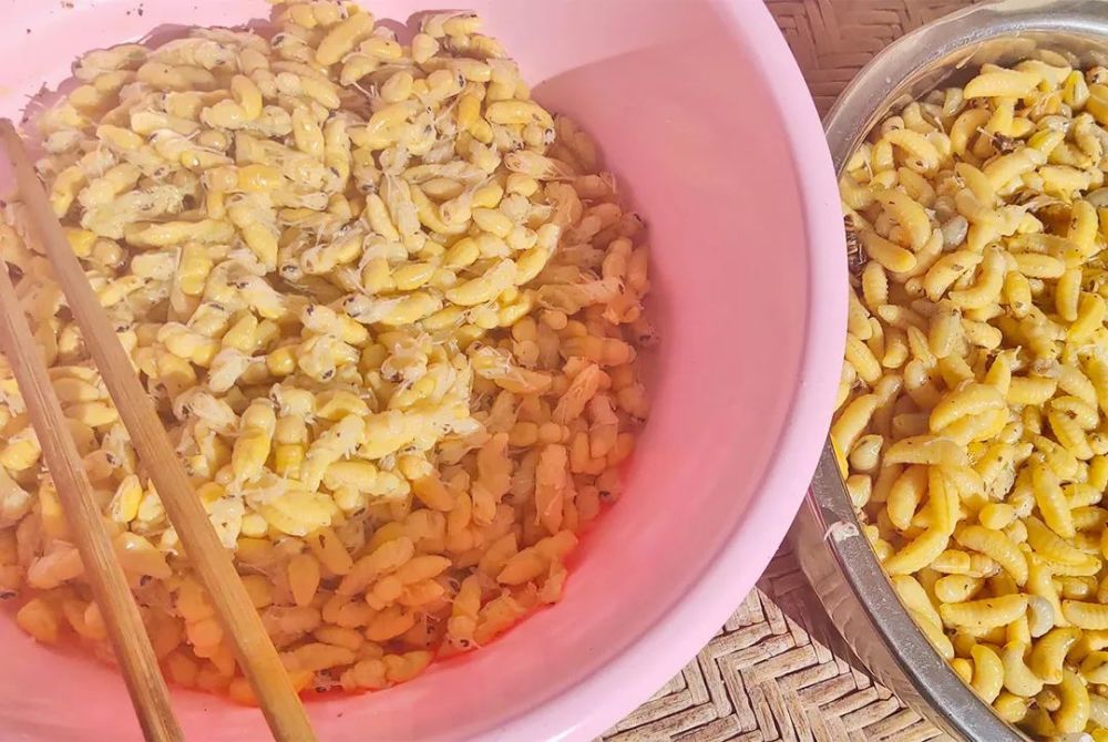 保山大田坝野生蜂仔正当食