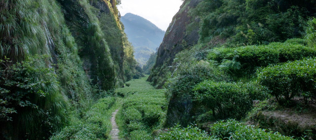 武夷九龙窠岩茶里"坑,涧,窠,窝,洞,峰,岩"的奥妙
