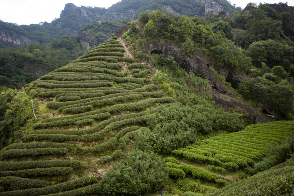 武夷九龙窠岩茶品牌为什么那么重视"山场"