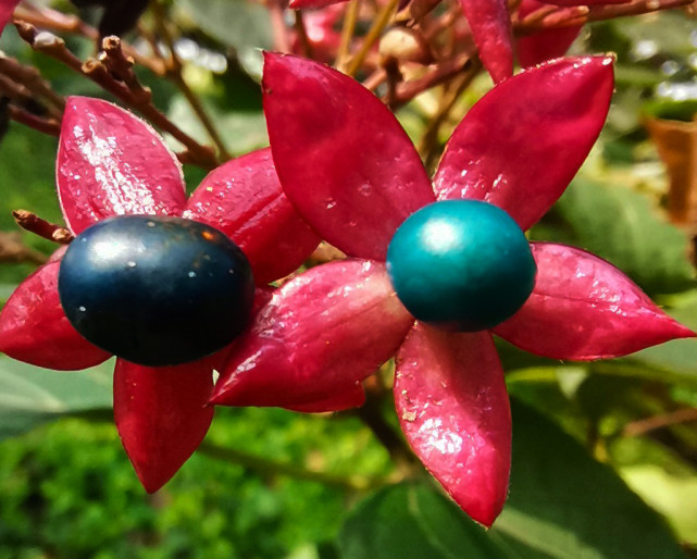 海州常山不仅是它的名字特别花果也很是奇特