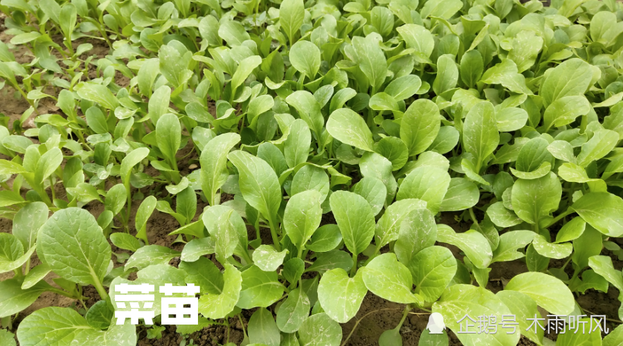 怎样种菜长得快菜苗快速生长法你知道吗