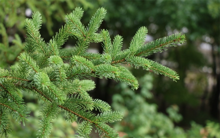 松柏的特点:专业耐"极限"恶劣环境,温度上下50度都没问题_腾讯新闻