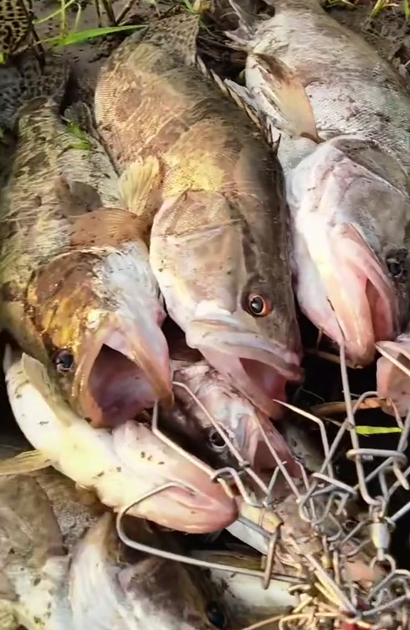 湖北釣魚人爆釣鱖魚,擺一地拍照曬圖,遭網友吐槽:遲早釣絕