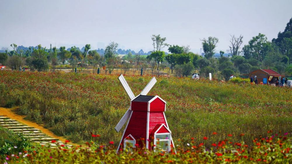 成都人有多会玩 机场旁边建花田 抬头观飞机 低头看花海 腾讯新闻