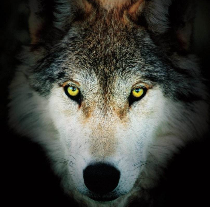 心理学四只狼的眼睛哪个最凶狠测别人眼中你好欺负吗