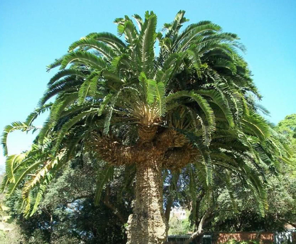伍德苏铁寻妻百年的铁树鳏夫全球仅一棵克隆的树苗价值15万