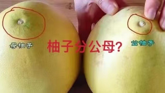 柚子有公母之分公柚酸母柚甜要是这样挑柚子高兴的估计不是消费者