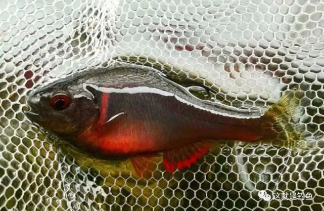 差点被滥捕灭绝的中国原生鱼——火山鳑鲏