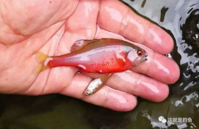 差点被滥捕灭绝的中国原生鱼——火山鳑鲏