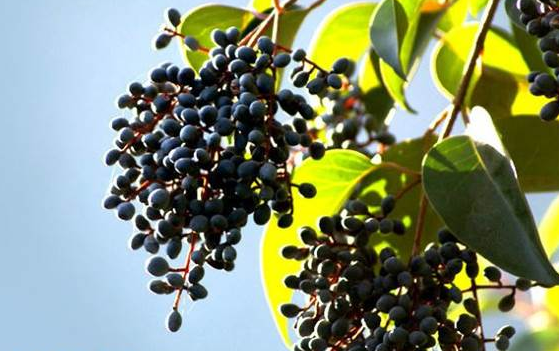 女贞长叶女贞  大叶女贞,又名高杆女贞,冬青,桢树,长叶女贞,蜡树,水蜡