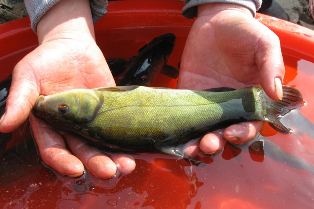丁桂鱼如何钓喜欢哪种味型的食物丁桂鱼的摄食习性和垂钓方法
