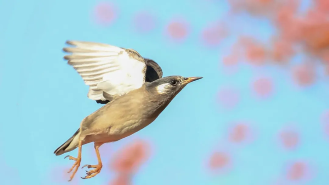 山西鸟类图鉴灰椋鸟