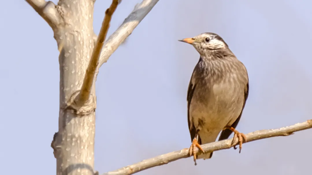 山西鸟类图鉴灰椋鸟