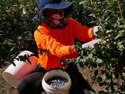 在澳洲农场摘水果计件论酬违法！时薪低于这个数可以告老板！