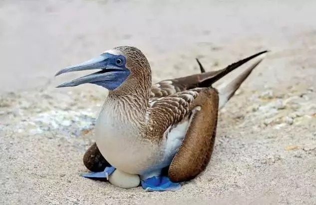 脚丫越蓝越能走向鸟生巅峰蓝脚鲣鸟