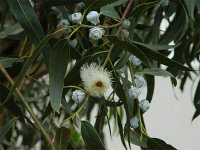 澄澈控油——蓝桉叶和它的小伙伴们