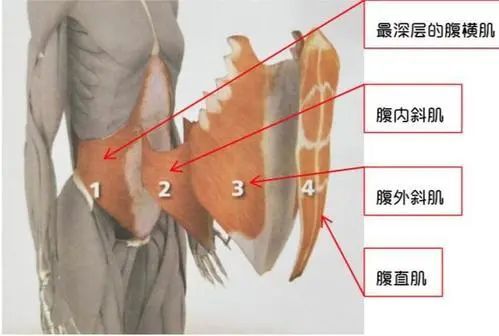 腰腹部的核心肌肉包括腹横肌以及相邻的腹内斜肌,腹外斜肌.