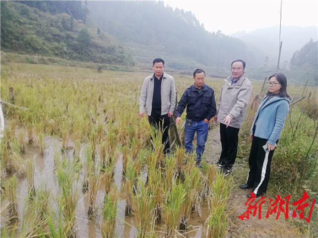 專家組深入到永順縣松柏鎮壩古村,三坪村以及花垣縣民樂鎮土屯村,水田