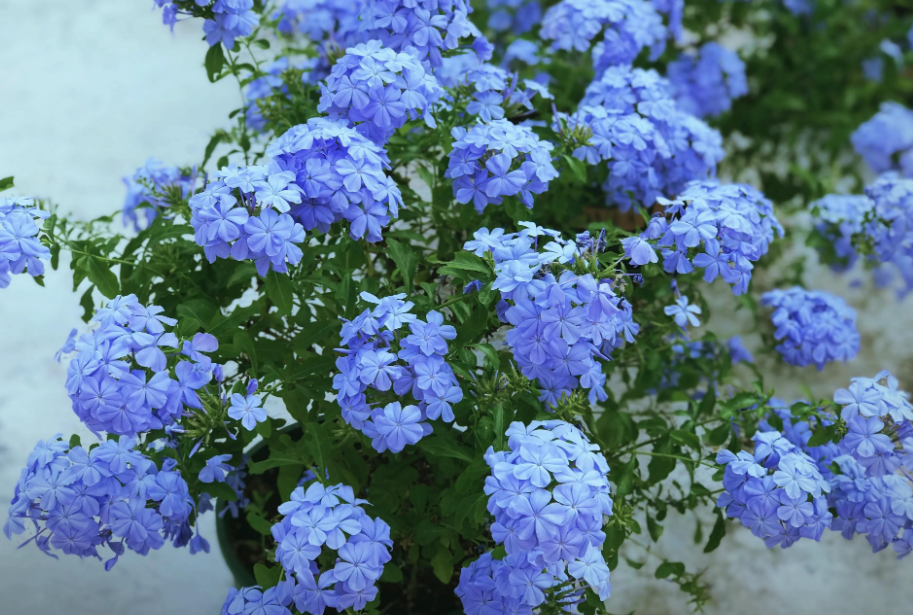 為什麼藍雪花遲遲不開花該怎麼養爆盆