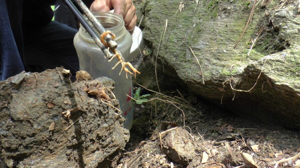 贺兰山近2000人组团抓蝎子,暴利下隐藏着什么隐患?