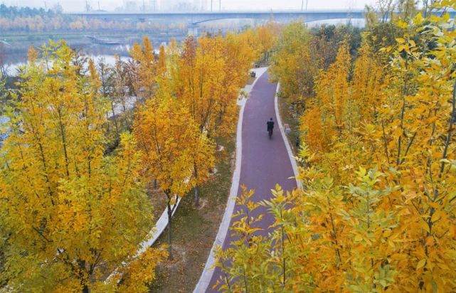 商丘运河公园秋色满园关不住