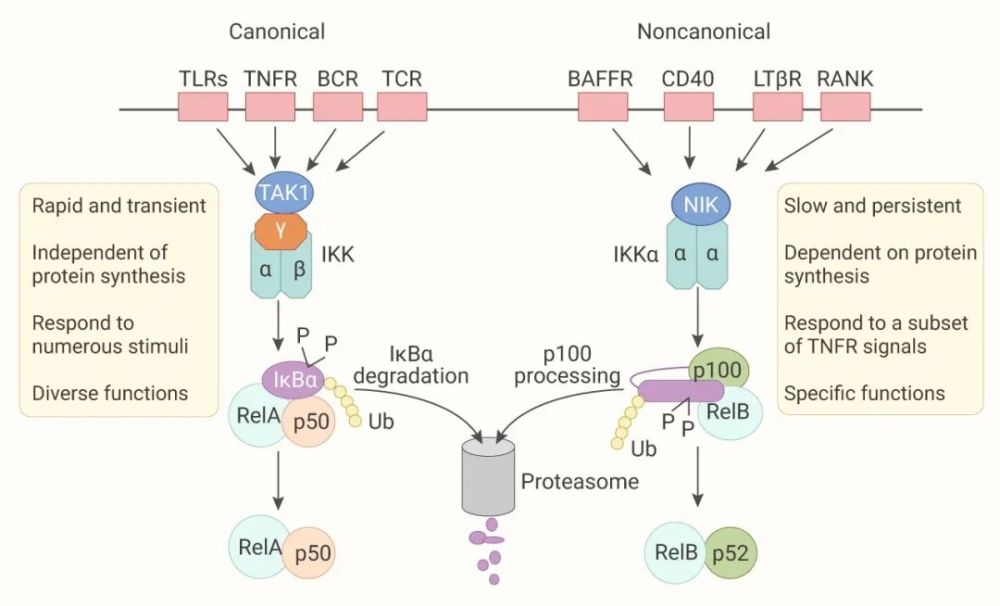 nf-κb 信号通路调节细胞因子转录|medchemexpress