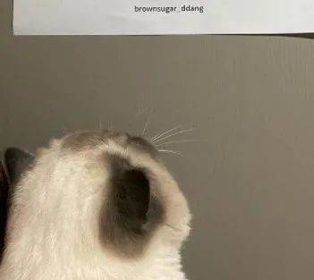 而且作为表情帝的黑糖,不仅自己处处是梗,还能把其他猫的画风带偏…这