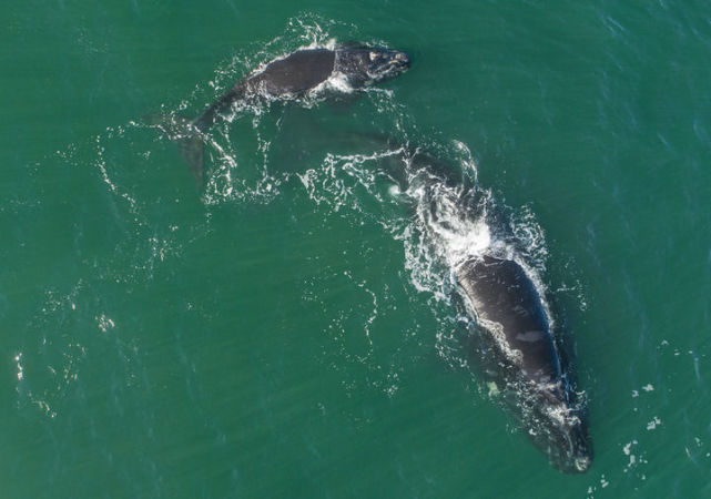 最新研究:鲸吞竟能这么大!