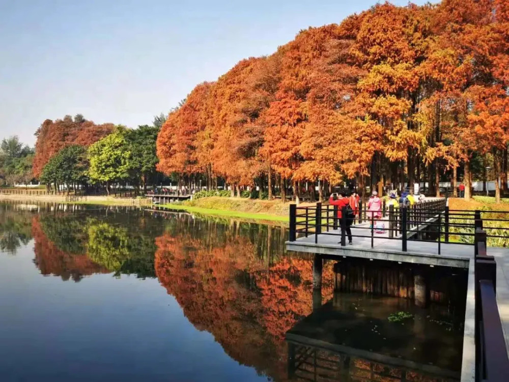 廣州海珠溼地公園發現稀有昆蟲新物種!_騰訊新聞