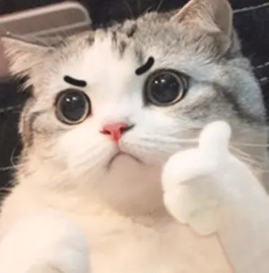 (b站表情包猫)