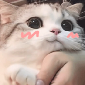 火遍全网的"表情包猫咪"和"藏狐男人",居然都是b站up主?