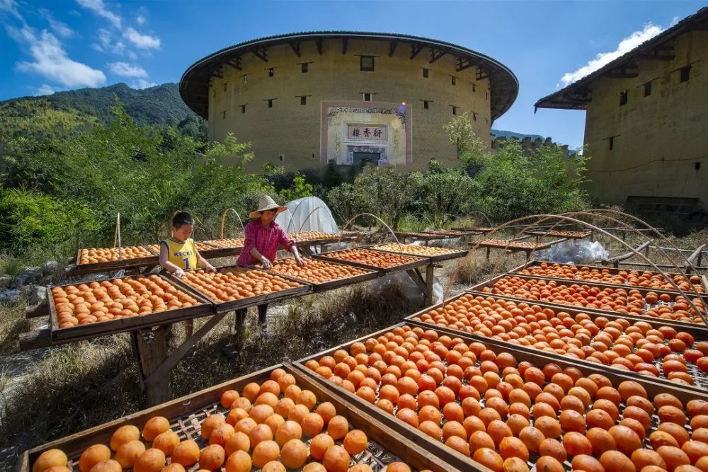金色田野红柿流丹永定土楼晒秋图景美如画