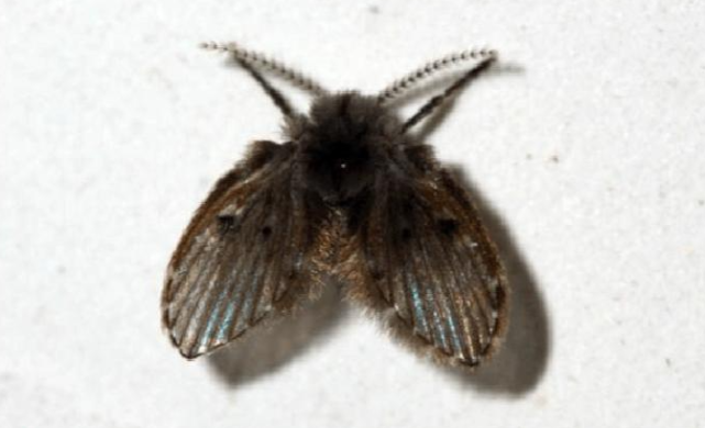 教你几招轻松收拾家中常见小飞虫