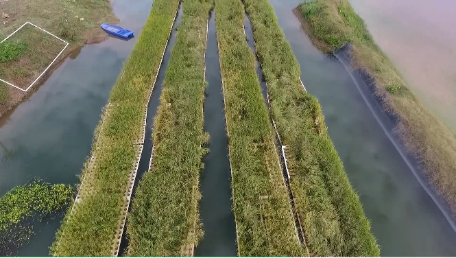 景洪市魚塘浮板稻魚共生示範基地水稻種植成功